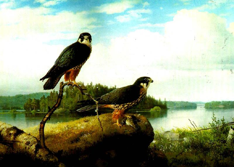broderna von wrights larkfalkspar oil painting image